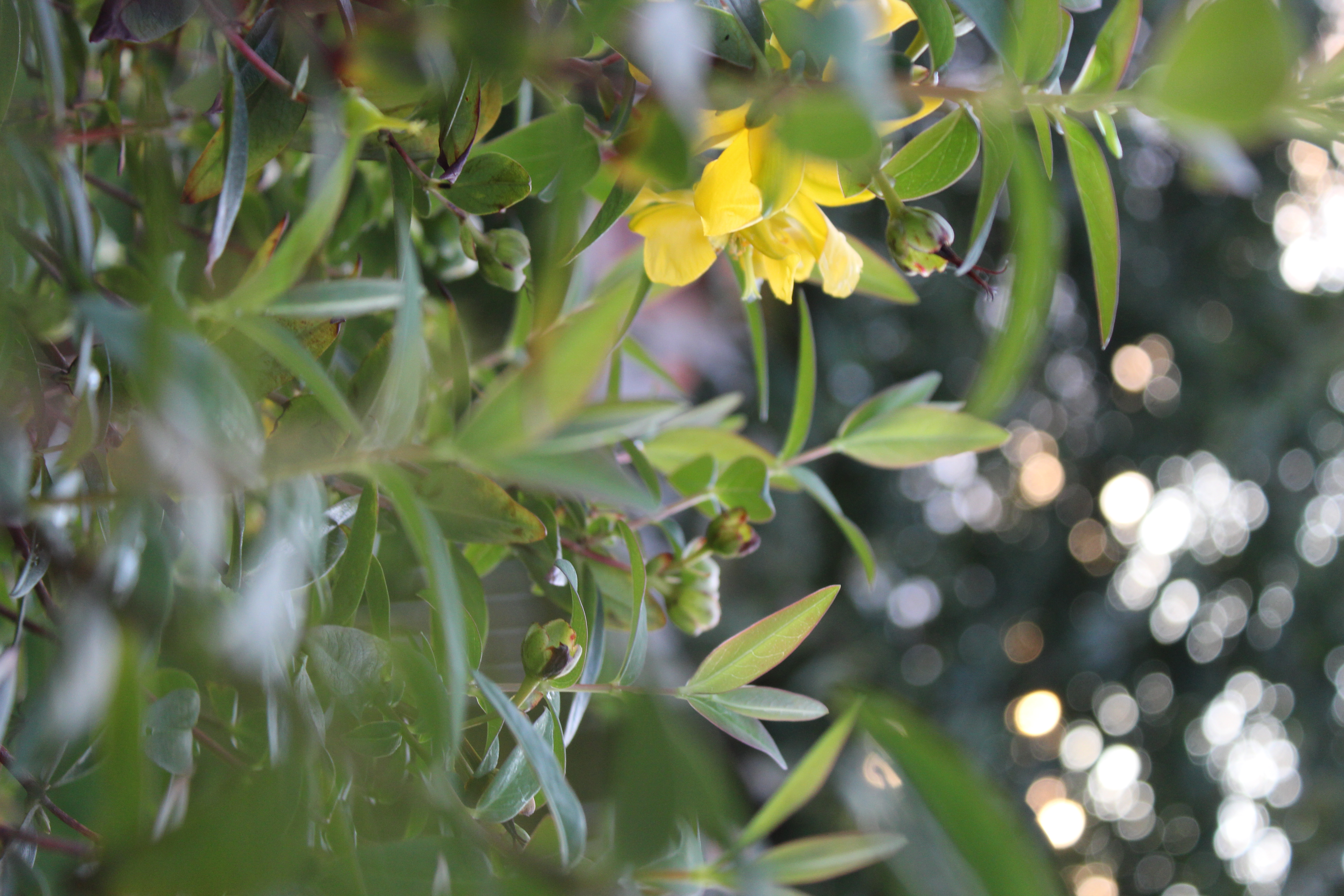 Yellow Loosestrife